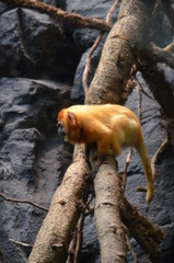 Golden lion tamarin (Leontopithecus rosalia)
