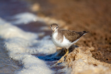 Bataklıkta yiyecek arayan ortak Sandpiper, (Actitis hypoleucos)