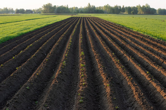 Grządki ziemniak&oacute;w, ziemia