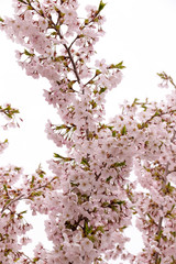 花、植物、さくら、桜、自然、日本、満開、春、咲く、ピンク、樹木