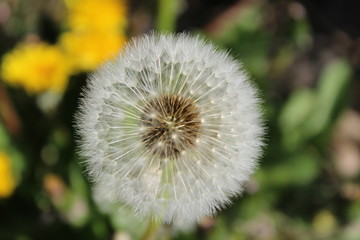 Fluffy dandelion blowball in late spring