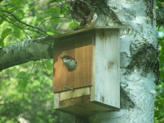 Sparrow in a new house