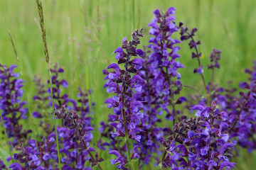 Naklejka premium Wildflowers on a blurred green meadow background