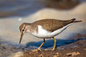Bataklıkta yiyecek arayan ortak Sandpiper, (Actitis hypoleucos)