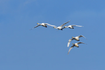 Singschwäne im Flug	in Sachsen