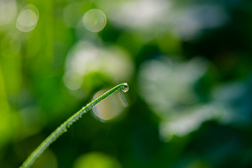 Drop of dew on a blade of grass in the morning on the meadow.
