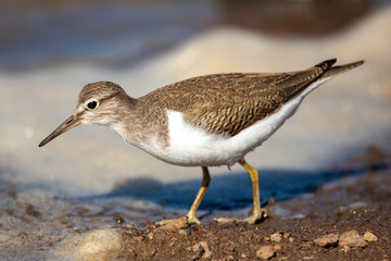 Bataklıkta yiyecek arayan ortak Sandpiper, (Actitis hypoleucos)