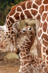 giraffe in zoo © Vahe