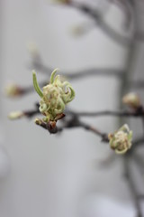 close up of a tree branch