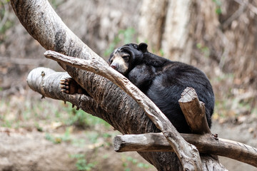 Sloth bear (Melursus ursinus)