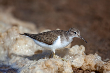 Bataklıkta yiyecek arayan ortak Sandpiper, (Actitis hypoleucos)