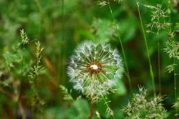 Close-up dandelion in green grass, photo