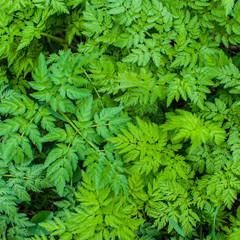 Green foliage of plants in the forest, close-up.