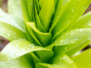 Obraz premium Flower leaves close-up. Wide sheet. The dew on the plants. Nature after rain.