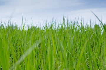 Fototapeta premium Grass in the meadow. Close-up.