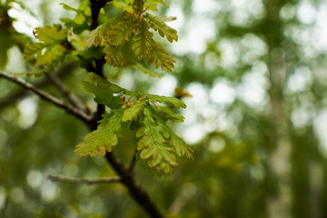 green leaves in spring