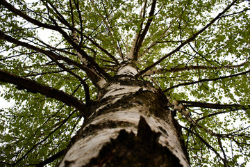 Fototapeta premium tree in the forest