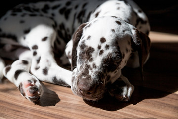 Sleeping on the floor Dalmatian puppy.Cute young portrait of white brown dog race.Lovely pet. View...