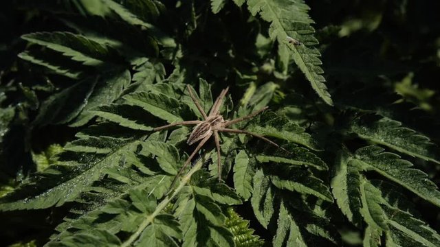 une araign&eacute;e dans le buisson