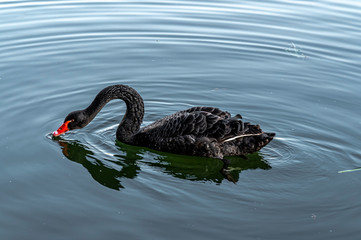 Black swan swimming landscape on the lake of Changchun Friendship Park, China