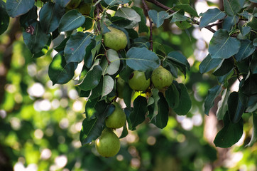 A green wild pear is hanging on a branch.