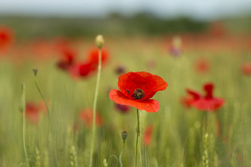 red poppy in the field