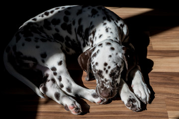 Sleeping on the floor Dalmatian puppy.Cute young portrait of white brown dog race.Lovely pet. View on dog breed dalmatian relaxing under sunlight. animal is in the age of 2 months