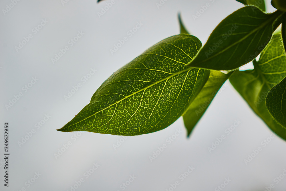 Wall mural fresh green leaves