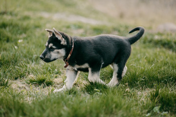 Eastern European shepherd puppy on the street