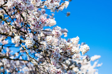 宇佐神宮で見つけた満開の桜（大分県）