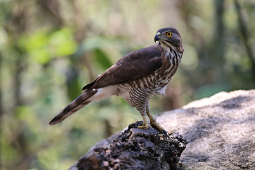 Crested Goshawk with yellow or orange eyes Occipital crest Gray head, gray-brown body, white neck, central line, black neck With a faded mustache band The chest is large.