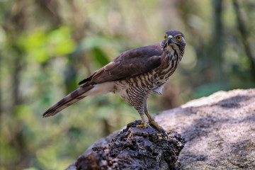 Crested Goshawk with yellow or orange eyes Occipital crest Gray head, gray-brown body, white neck, central line, black neck With a faded mustache band The chest is large.