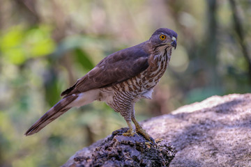 Crested Goshawk with yellow or orange eyes Occipital crest Gray head, gray-brown body, white neck, central line, black neck With a faded mustache band The chest is large.