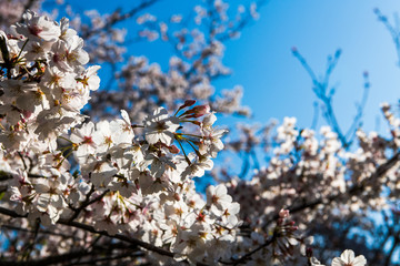 宇佐神宮で見つけた満開の桜（大分県）