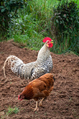 gallo campero cantando y gallina en el campo