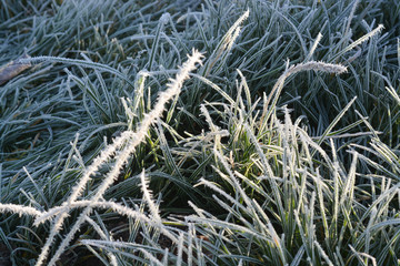 On a frosty, sunny winter morning, the dry grass is covered with frost. 