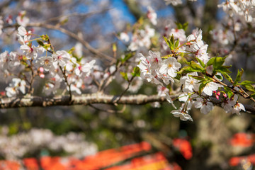 宇佐神宮で見つけた満開の桜（大分県）
