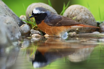 Common Redstart (Phoenicurus phoenicurus) male in the water of bird's watering hole. Reflection in water.  Czechia. Europe.