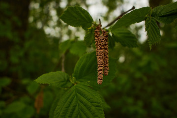 green leaves on a tree