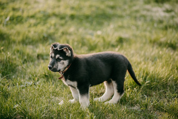 Eastern European shepherd puppy on the street