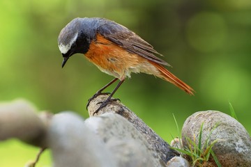 Common Redstart (Phoenicurus phoenicurus) male standing on stones.  Czechia. Europe.