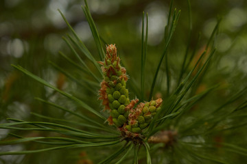 close up of pine cones
