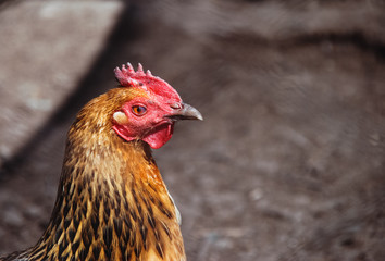 Portrait of a red hen close up