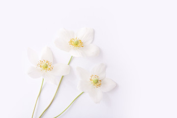 Obraz na płótnie Canvas Spring white flowers on blue background with copy space. Top view
