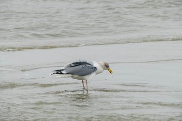 Seagull searching for Food