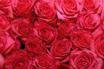 Naklejka premium Background of beautiful flowers. rosebud. Design. Сlose up.
