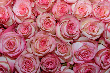 Background of beautiful flowers. rosebud. Design. Сlose up.