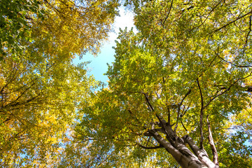 Perspective from down to up view of autumn forest with bright orange and yellow leaves. Dense woods with thick canopies in sunny fall weather.
