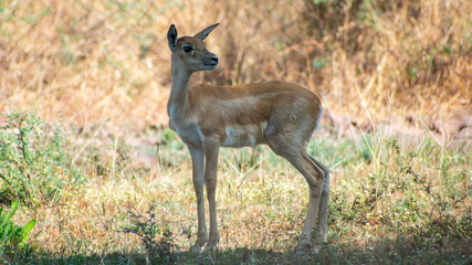 Indian Male  blackbuck, also known as the Indian antelope