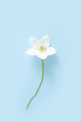 Spring white flowers on blue background with copy space. Top view